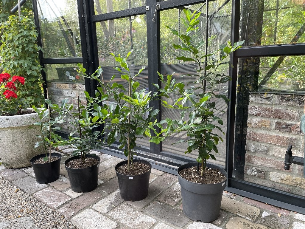 Kaffir limoen / Djeroek poeroet – 26-100 cm – vanaf €25, Ophalen, Minder dan 100 cm, Volle zon, Citroenboom