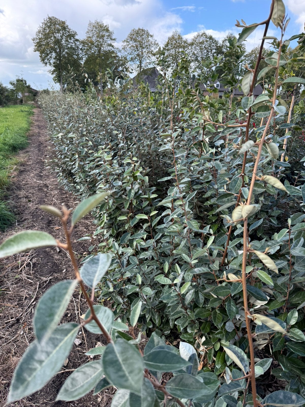 Eleagnus of olijfwilg voor haag groen blijvend 150 cm, Ophalen, Overige soorten, Struik, 100 tot 250 cm
