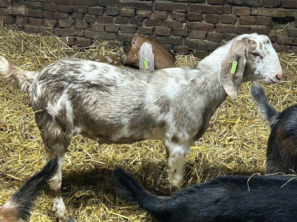 Mooi jonge Nubische fokbokken, Dieren en Toebehoren, Schapen, Geiten en Varkens, Mannelijk, Geit, 0 tot 2 jaar