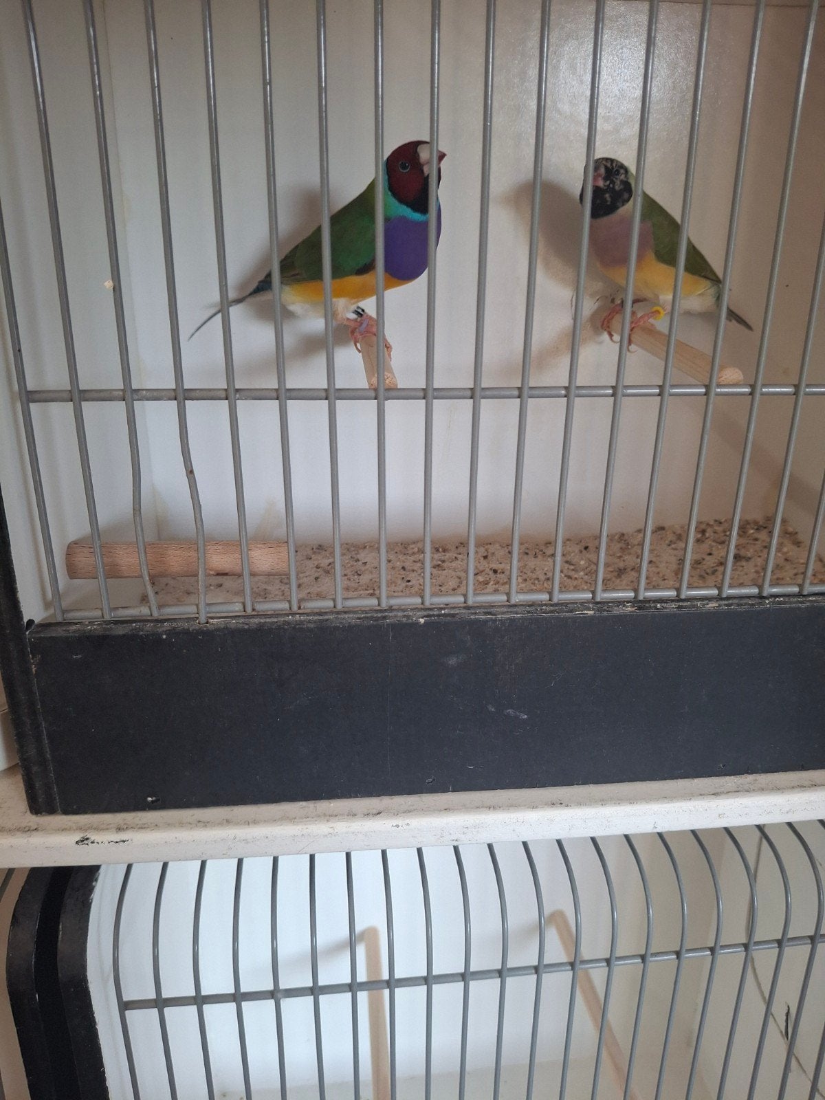 Koppel natuurbroed gouldamadines, Dieren en Toebehoren, Vogels | Overige Vogels, Meerdere dieren, Tropenvogel, Geringd