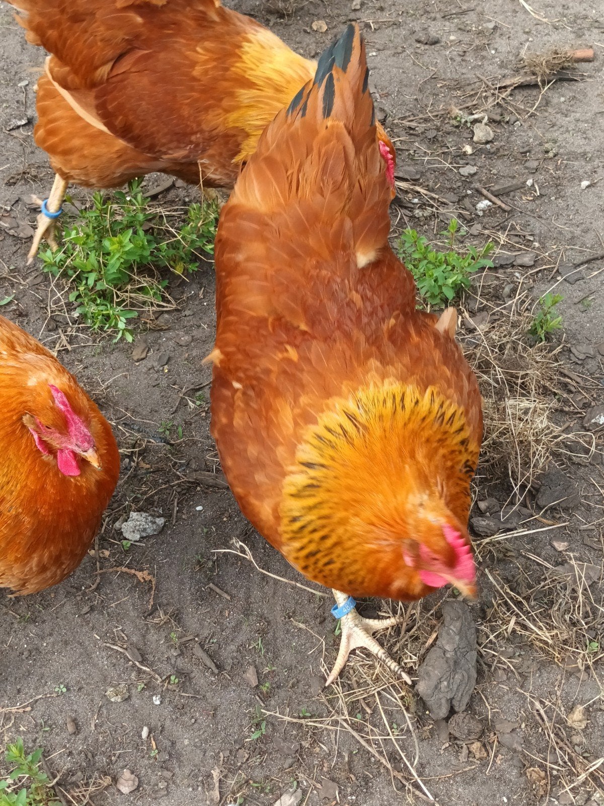 broedeieren new hampshire, Dieren en Toebehoren, Geslacht onbekend, Kip