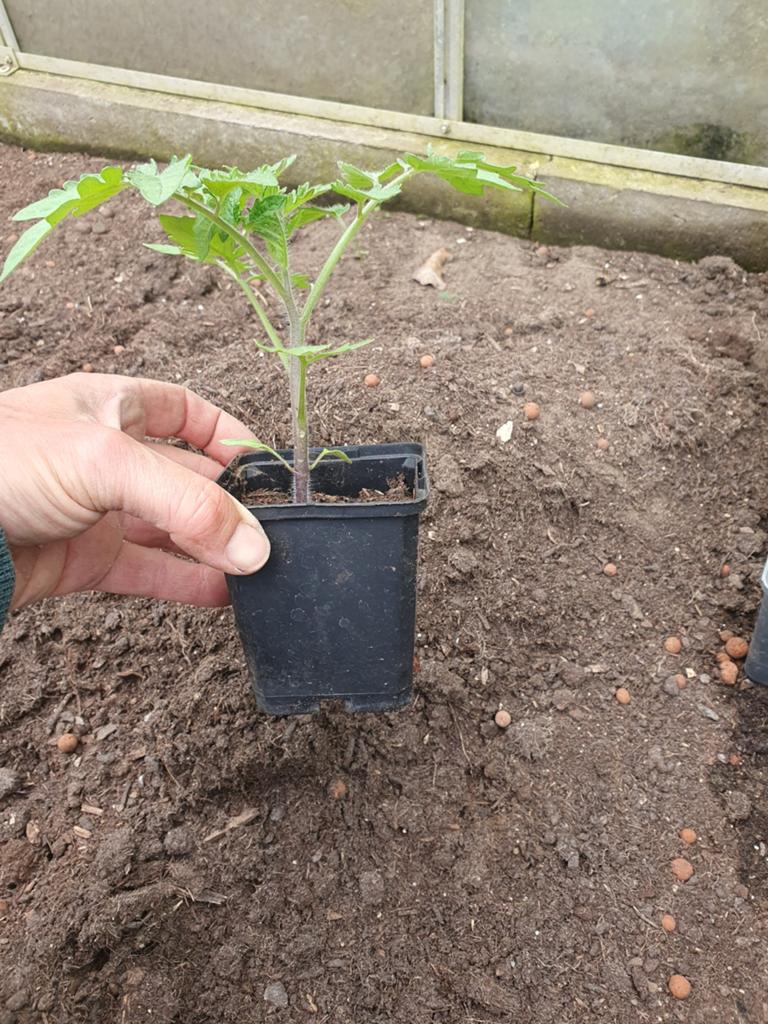 Tomatenplantjes in P9 potje, Ophalen, Volle zon, Groenteplanten, Eenjarig