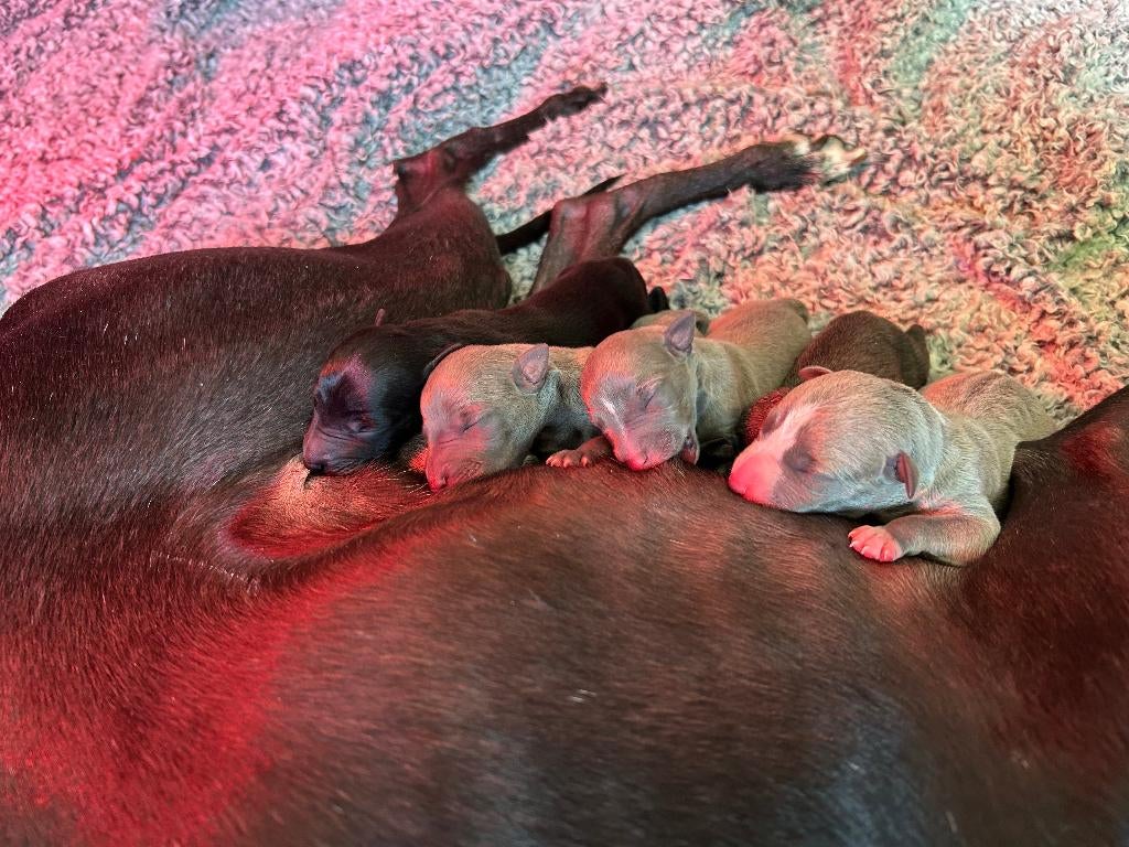 Whippet pups met stamboom, Dieren en Toebehoren, Whippet, 8 tot 15 weken, Parvo, Meerdere