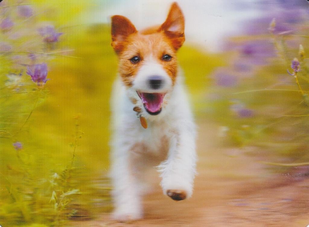 3D  Hond Jack Russel, Ophalen of Verzenden, 1960 tot 1980, Gelopen, Hond of Kat