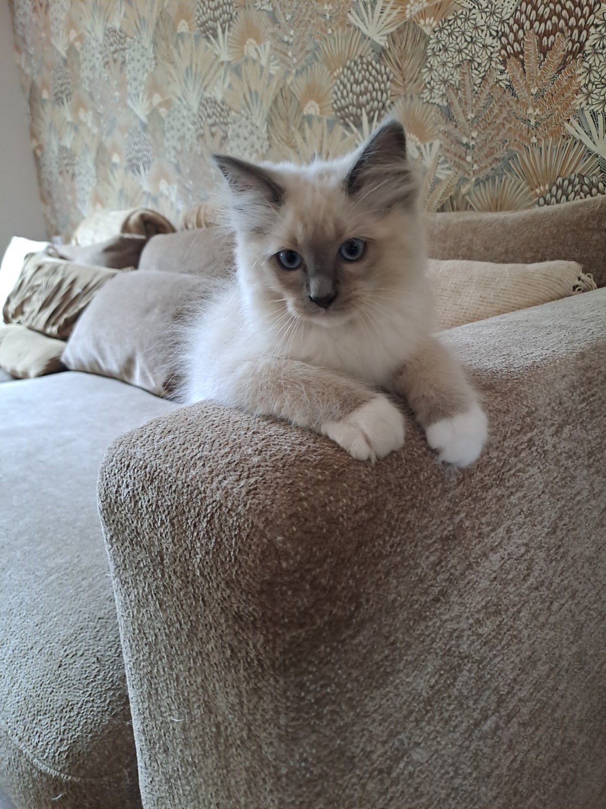 Ragdoll katertje, Dieren en Toebehoren, Kater, Ontwormd, 0 tot 2 jaar
