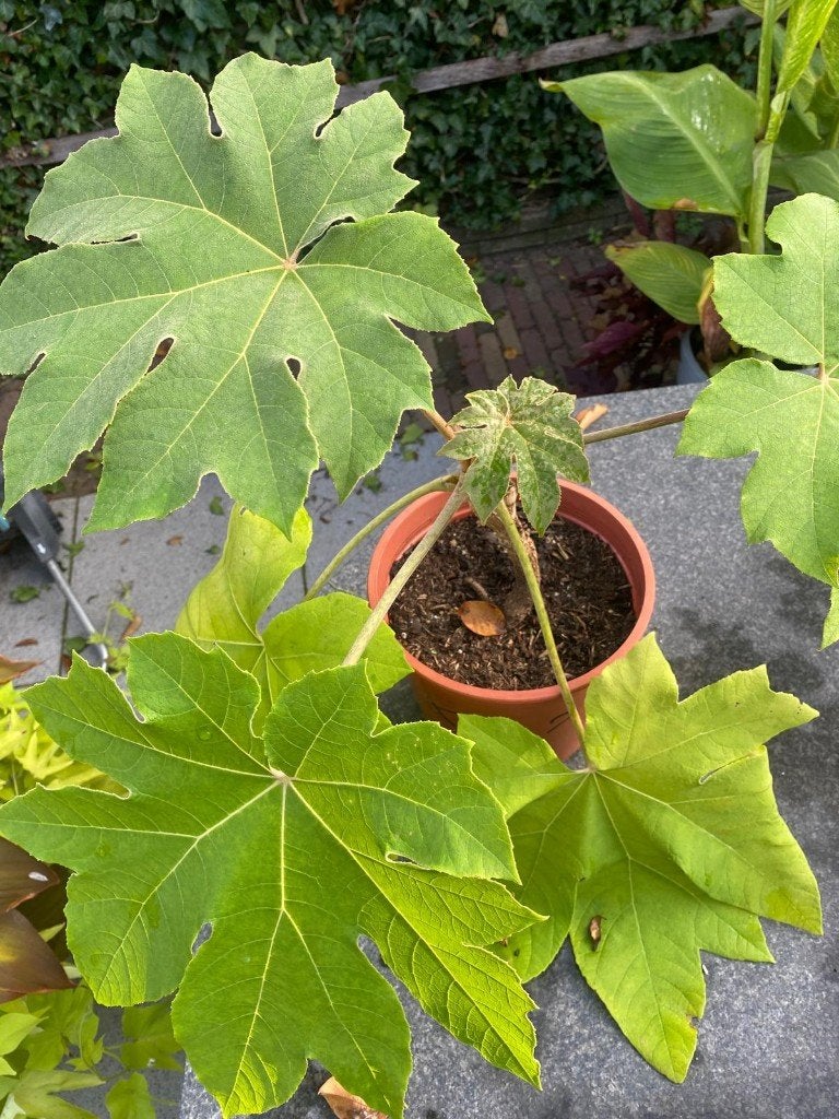 Tetrapanax  - Rijstpapierplant, Tuin en Terras, Ophalen, Vaste plant, Overige soorten, Halfschaduw