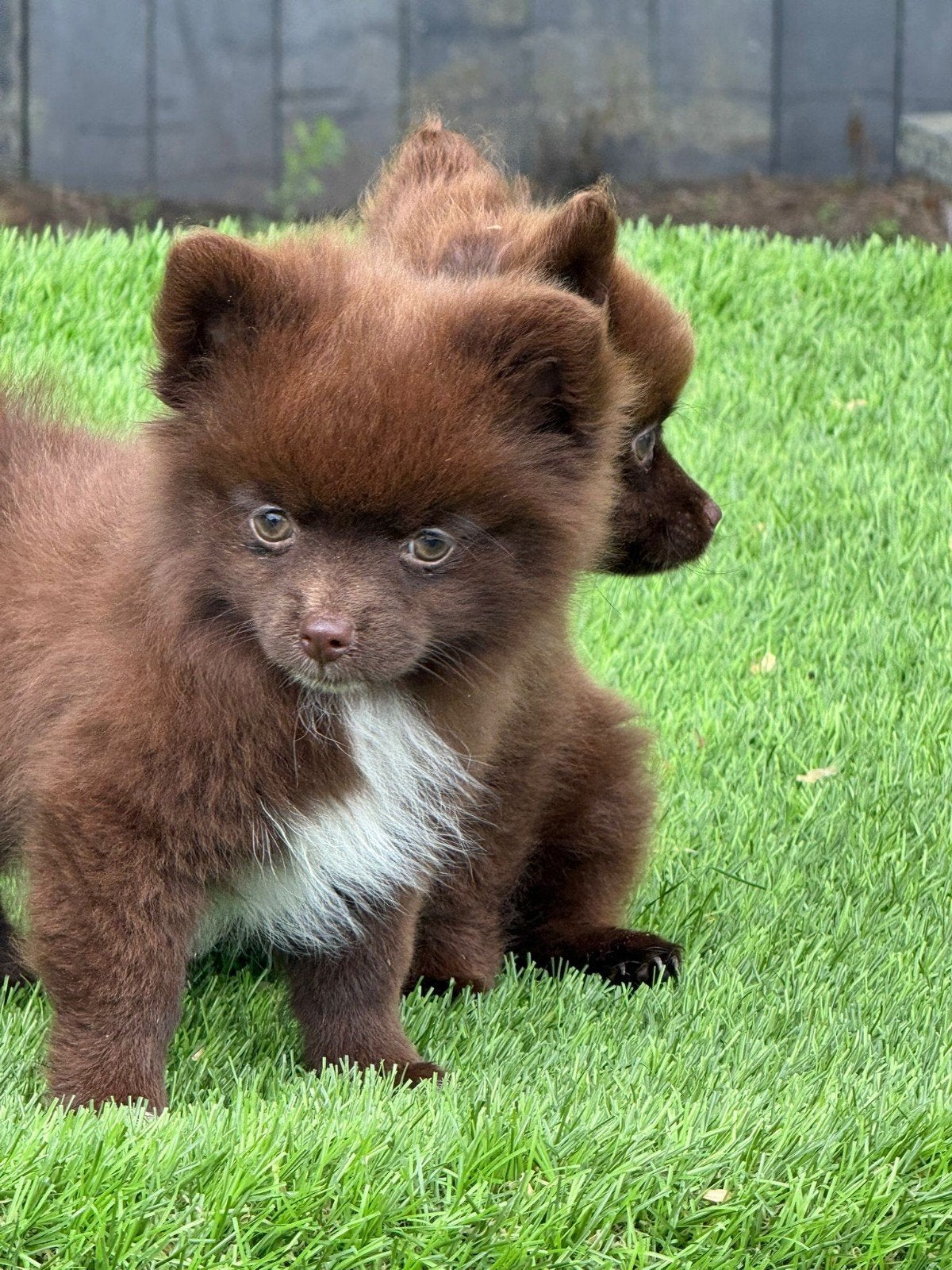 Te koop Pomeriaan pups (keeshond)