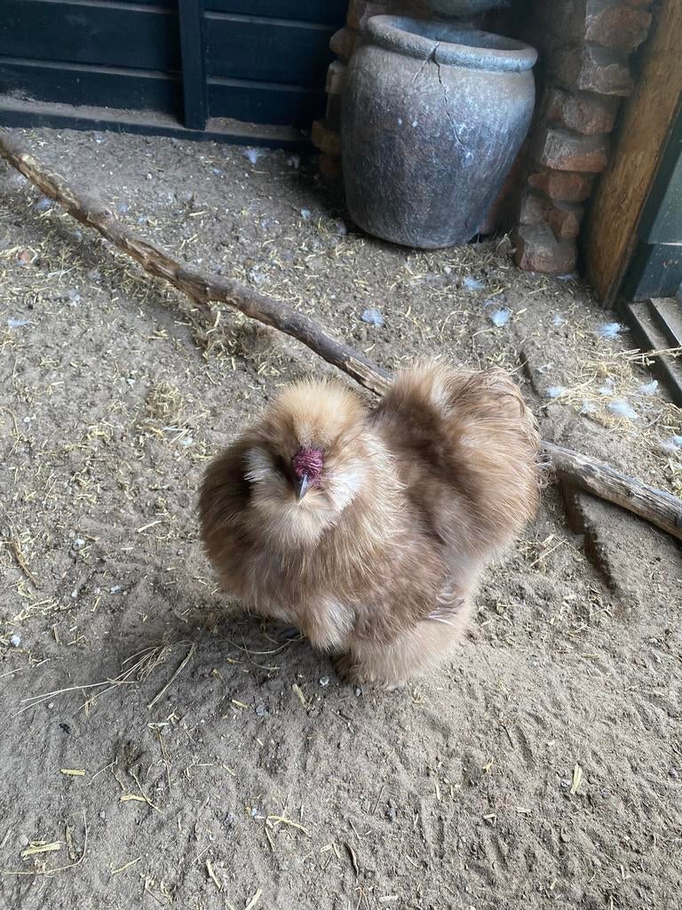 Zijdehoen haan, Dieren en Toebehoren, Pluimvee, Mannelijk, Kip