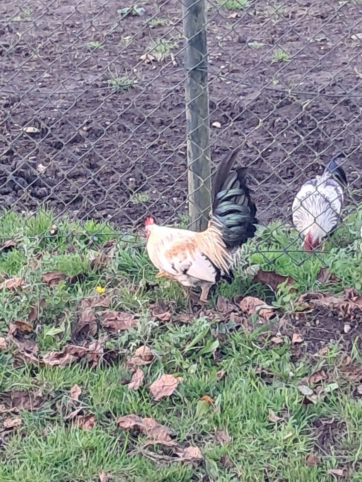 kriel kipjes uit de opvang., Dieren en Toebehoren