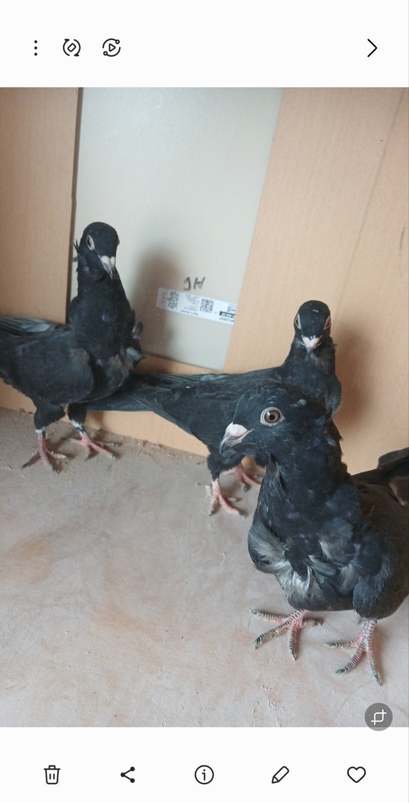 3 jonge duiven, Dieren en Toebehoren, Vogels | Duiven, Meerdere dieren, Postduif