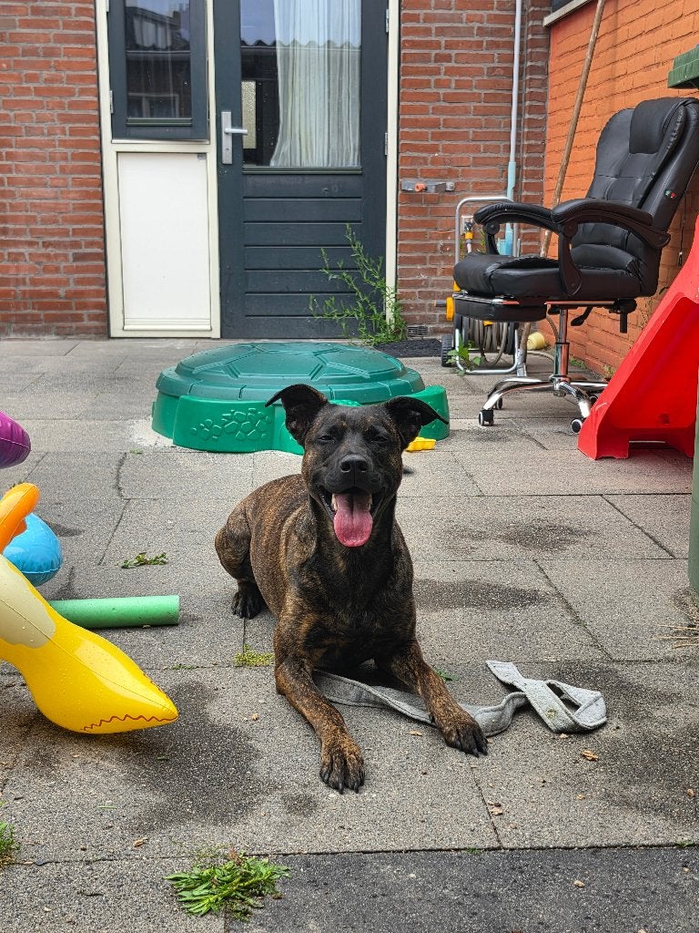 mechelse herder mix rotweiller Kina, 1 tot 2 jaar, CDV (hondenziekte), Teef, Eén hond