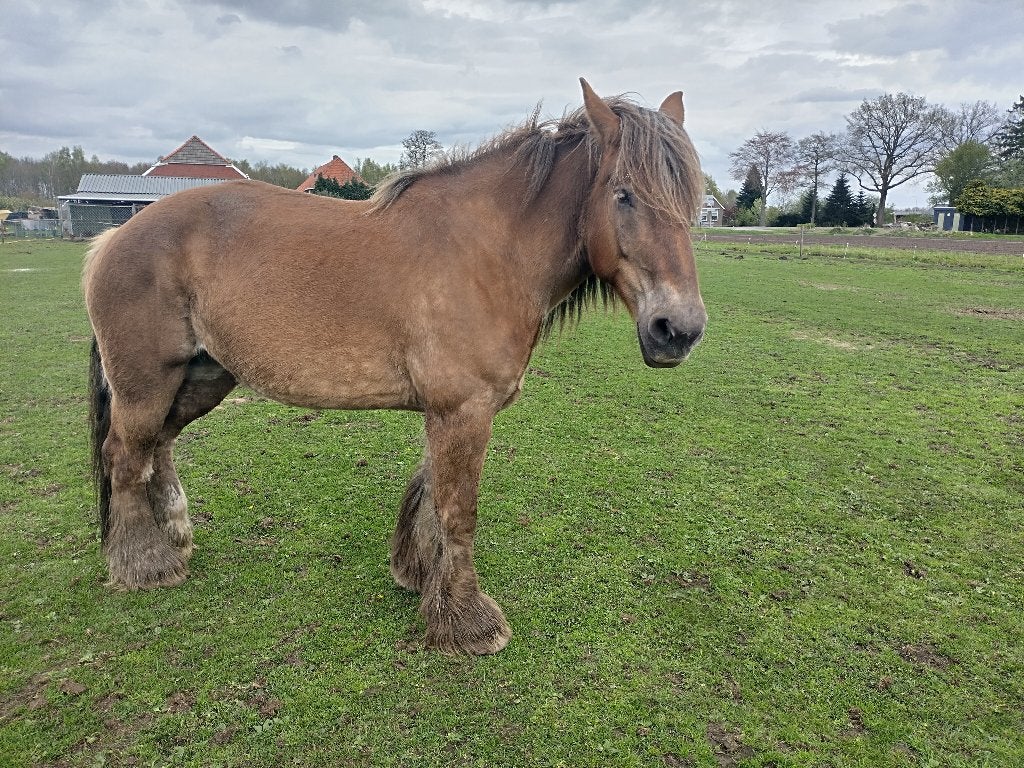 Belgisch trekpaard merrie, Dieren en Toebehoren, Merrie, 175 cm of meer, Gechipt, 11 jaar of ouder