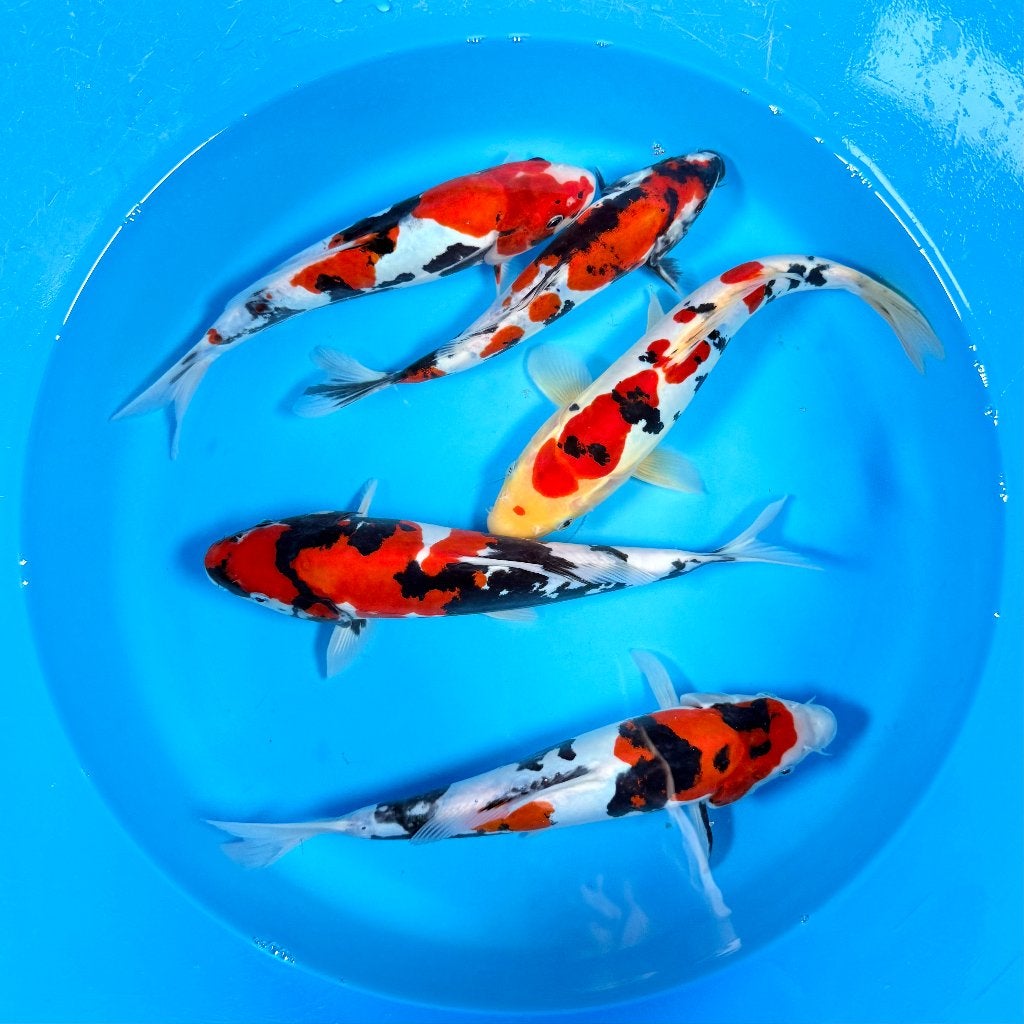 HQ Doitsu Sanke | Conias Tateshita Tosai | 25-30 cm, Karper of Koi