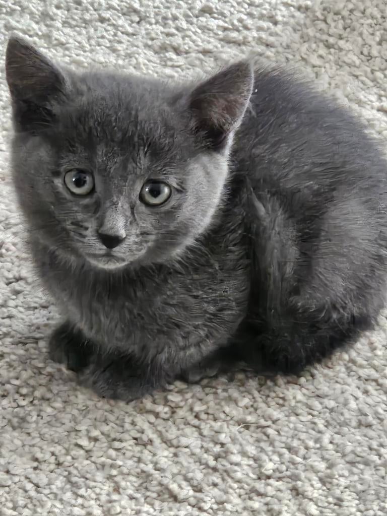 Blauwe rus kittens, Dieren en Toebehoren, Meerdere dieren, Met stamboom