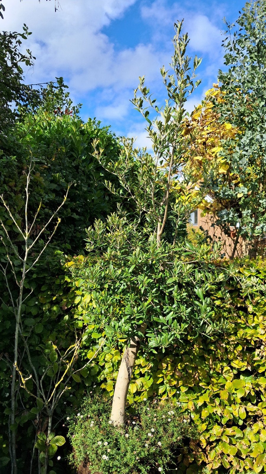 olijfboom 1.80 met dikke stam, Volle zon, Ophalen of Verzenden, 100 tot 250 cm, Olijfboom