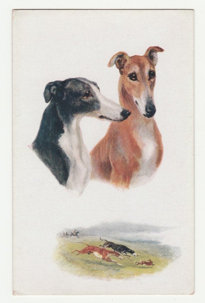 Honden.  Greyhounds., Verzamelen, Verzenden, Voor 1920, Ongelopen, Overige thema's