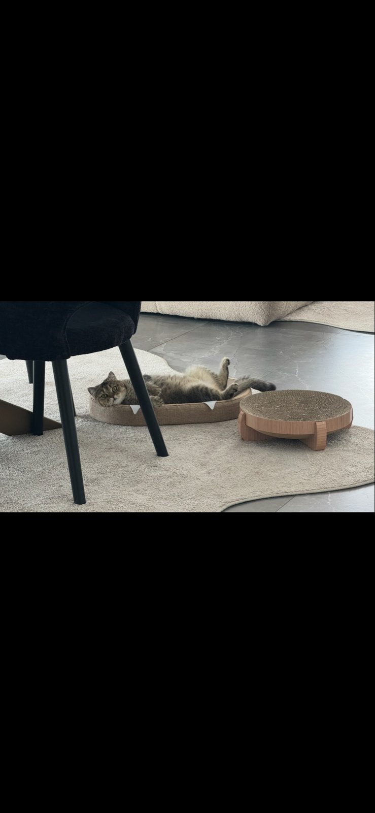 Britse korthaar, Dieren en Toebehoren, Poes, Kortharig, 0 tot 2 jaar