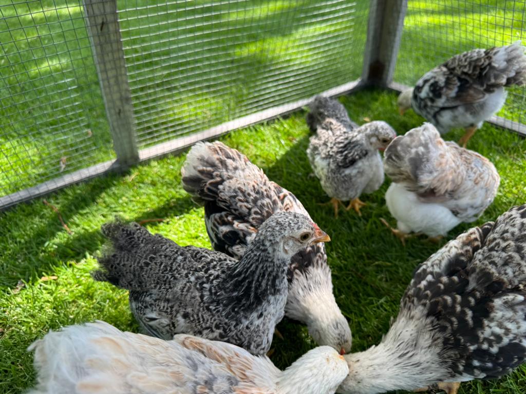 Wyandotte kriel kuikens diverse kleuren, Meerdere dieren, Kip
