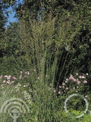 SIERGRAS Molinia arundinacea 'Karl Foerster' Pijpestrootje, Volle zon, Vaste plant, Siergrassen, Ophalen of Verzenden