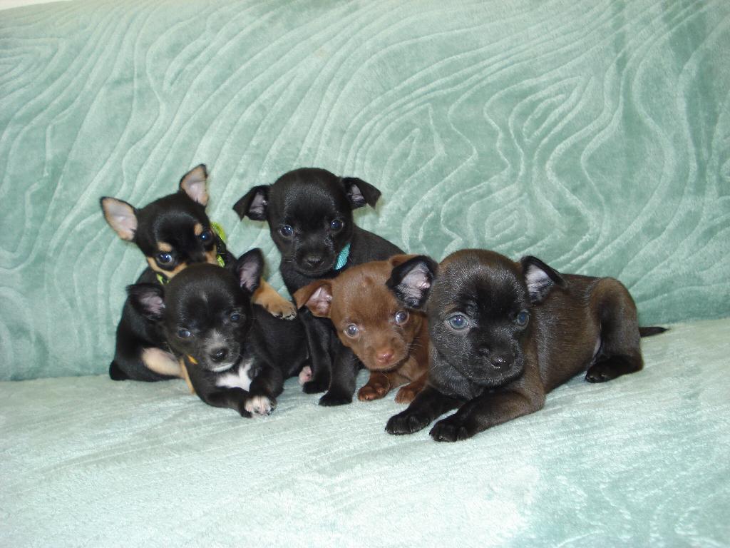4 chihuahua pups /particulier bezorgen eventueel mogelijk KK, Dieren en Toebehoren, Honden | Chihuahua's en Gezelschapshonden