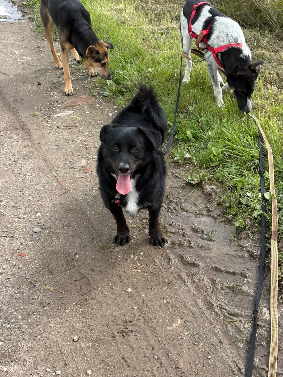 Ter adoptie mario kleinblijvend hondje, Dieren en Toebehoren, Particulier, Reu, Buitenland, Meerdere
