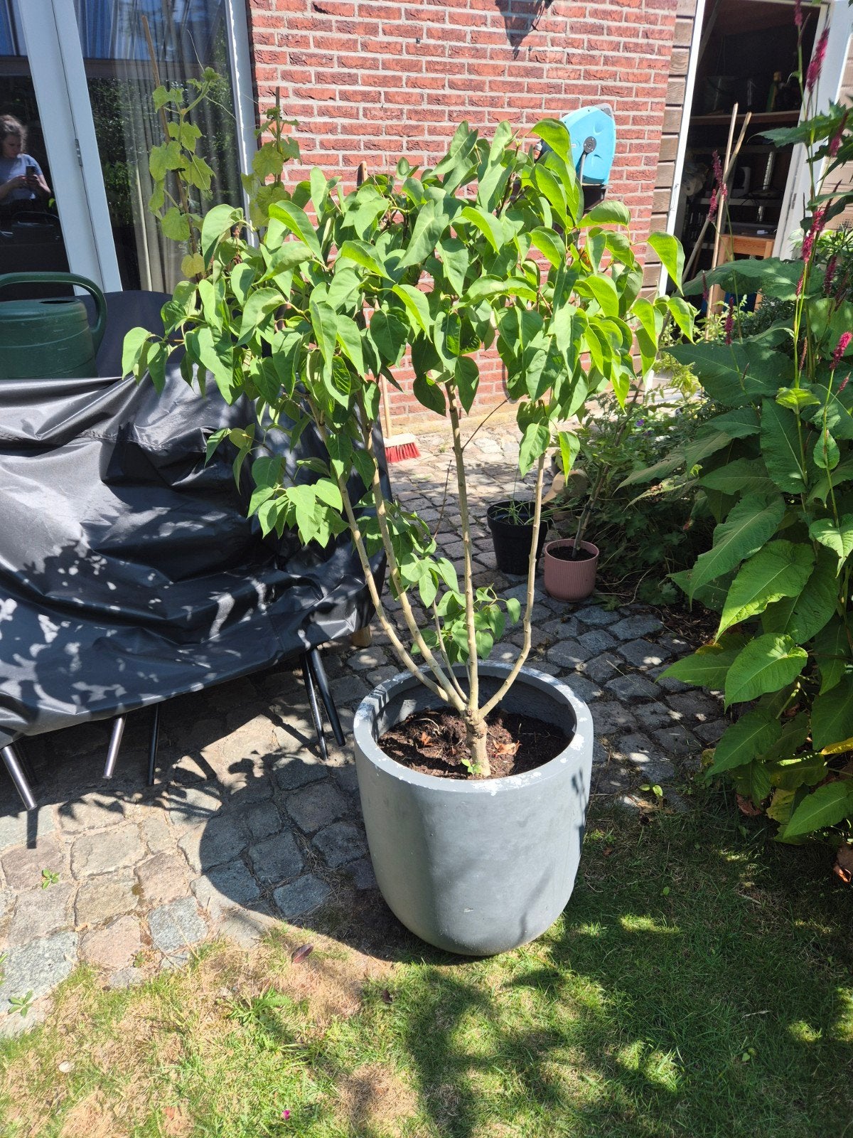 2 Seringen met paarse bloemen in potten (43cm diameter), Tuin en Terras, Volle zon, Vaste plant, Lente, Ophalen