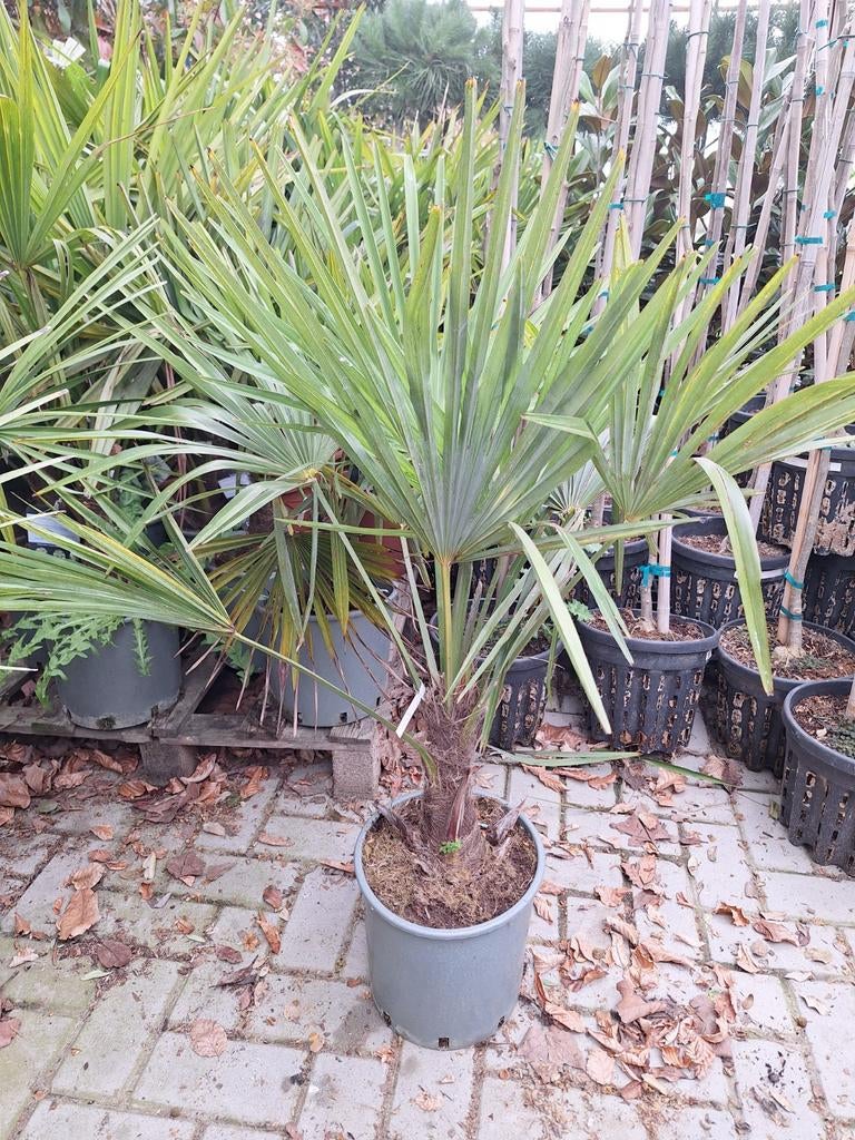 Aanbieding Trachycarpus fortunei voor €19, Ophalen, Overige soorten, Volle zon