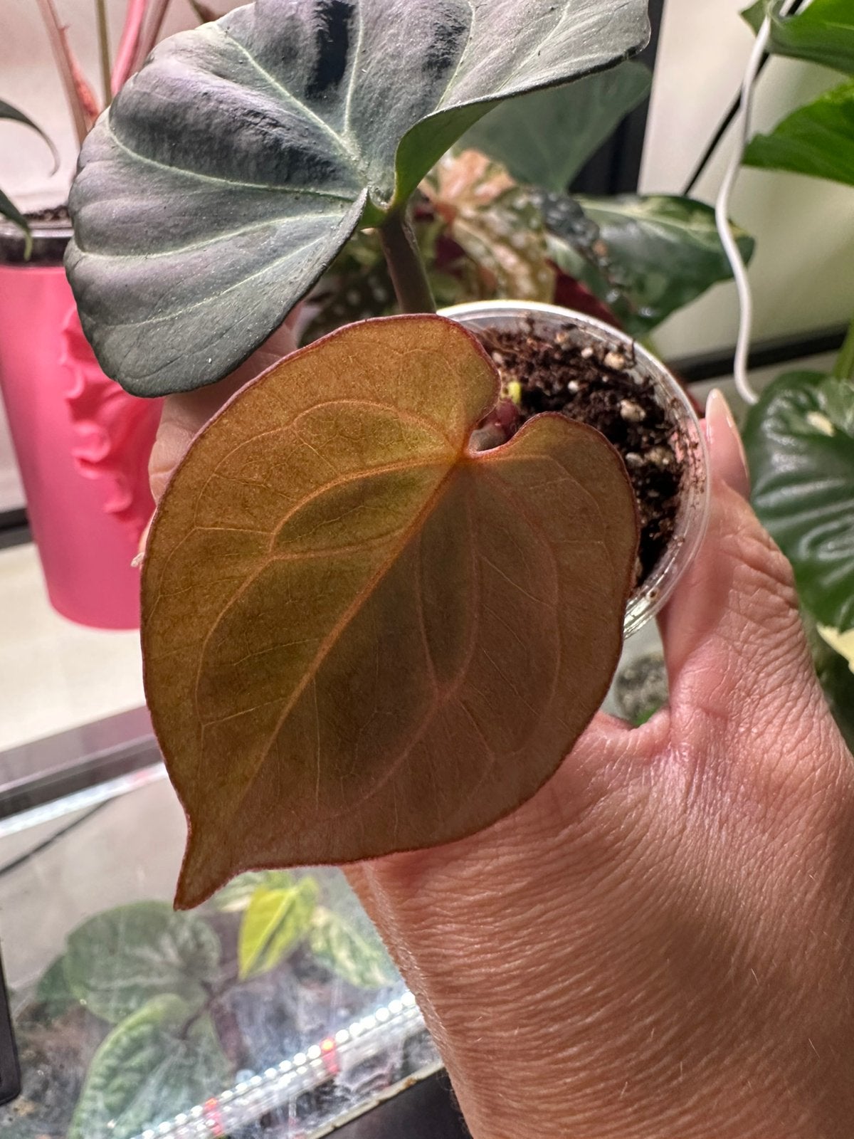 Anthurium KOS, Ophalen of Verzenden, Halfschaduw, Minder dan 100 cm