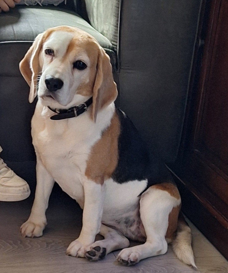 Beagle, 6 jaar of ouder, Beagle, Parvo, Teef