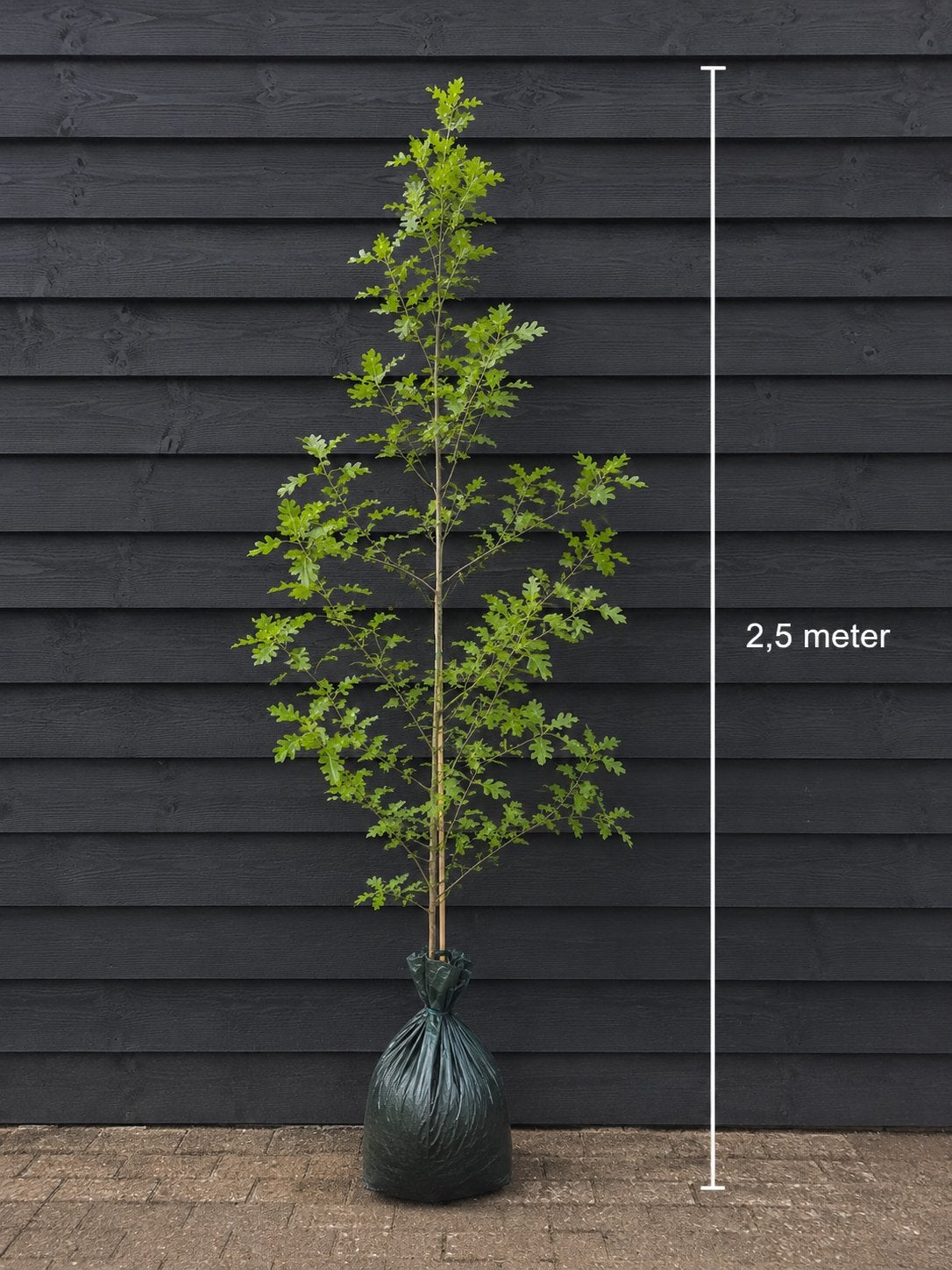 Jonge eiken boom 2,5 meter hoog, Tuin en Terras, Planten | Bomen, Ophalen, Volle zon, Overige soorten