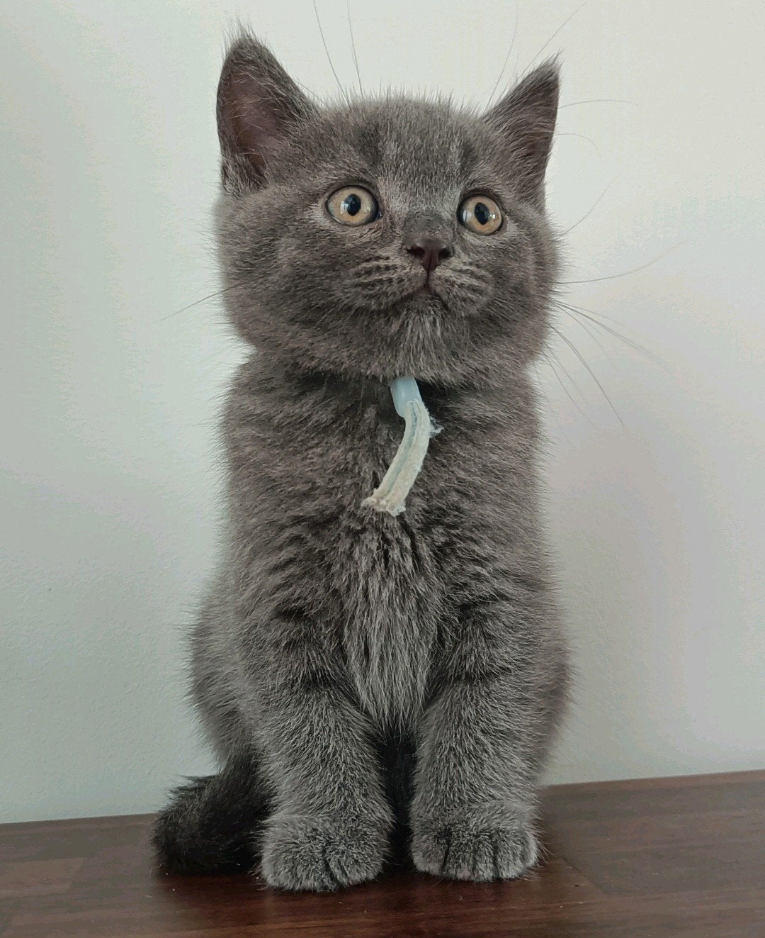 Leuke Britse korthaar kittens, incl. vaccinatie en DA check, Dieren en Toebehoren, Katten en Kittens | Raskatten | Korthaar, Meerdere dieren