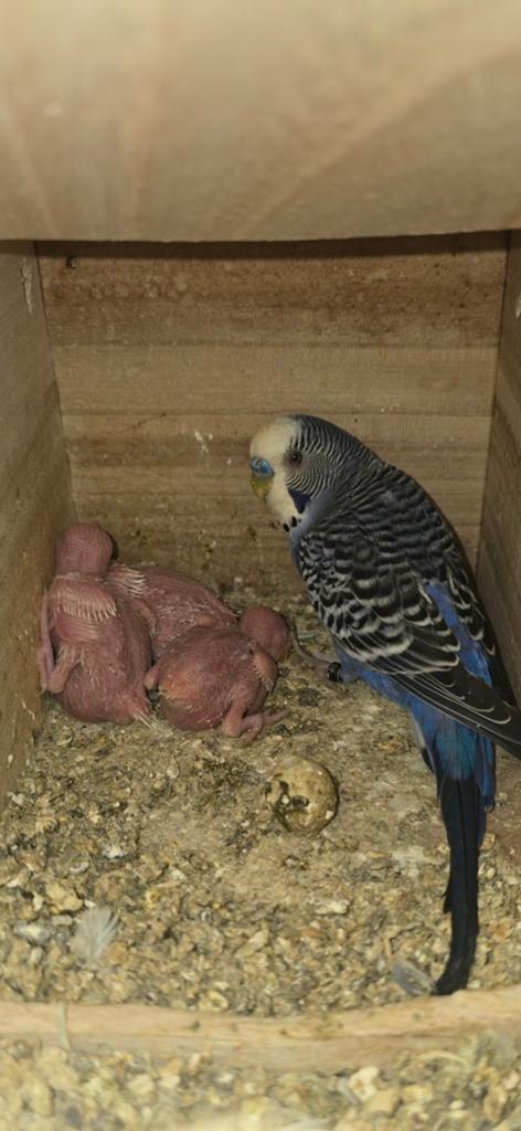 Grasparkiet, Dieren en Toebehoren, Vogels | Parkieten en Papegaaien, Meerdere dieren, Parkiet