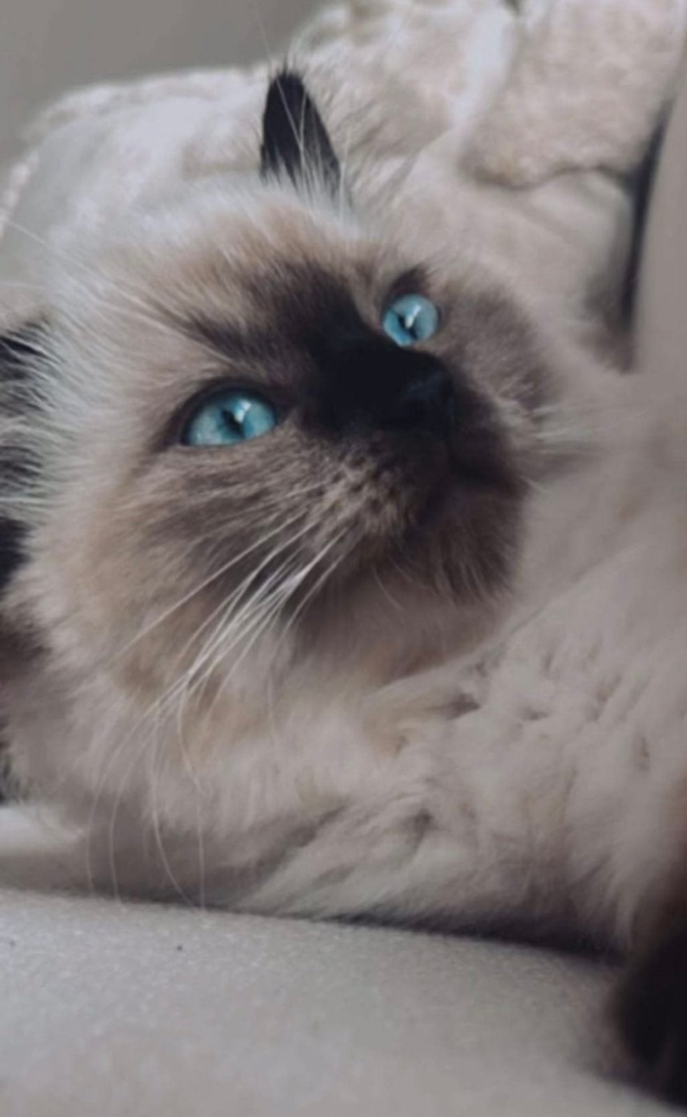 Mia Ragdoll 2 jaar, Poes, Gechipt, 0 tot 2 jaar