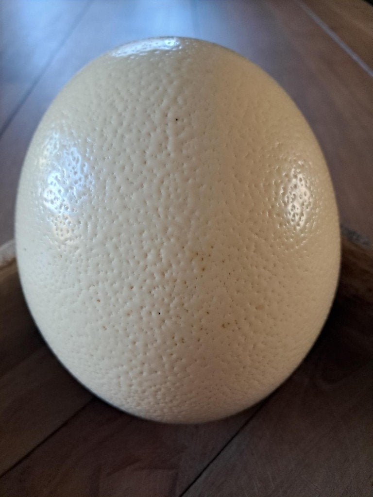 Struisvogel ei 17 cm ., Ophalen of Verzenden, Zo goed als nieuw