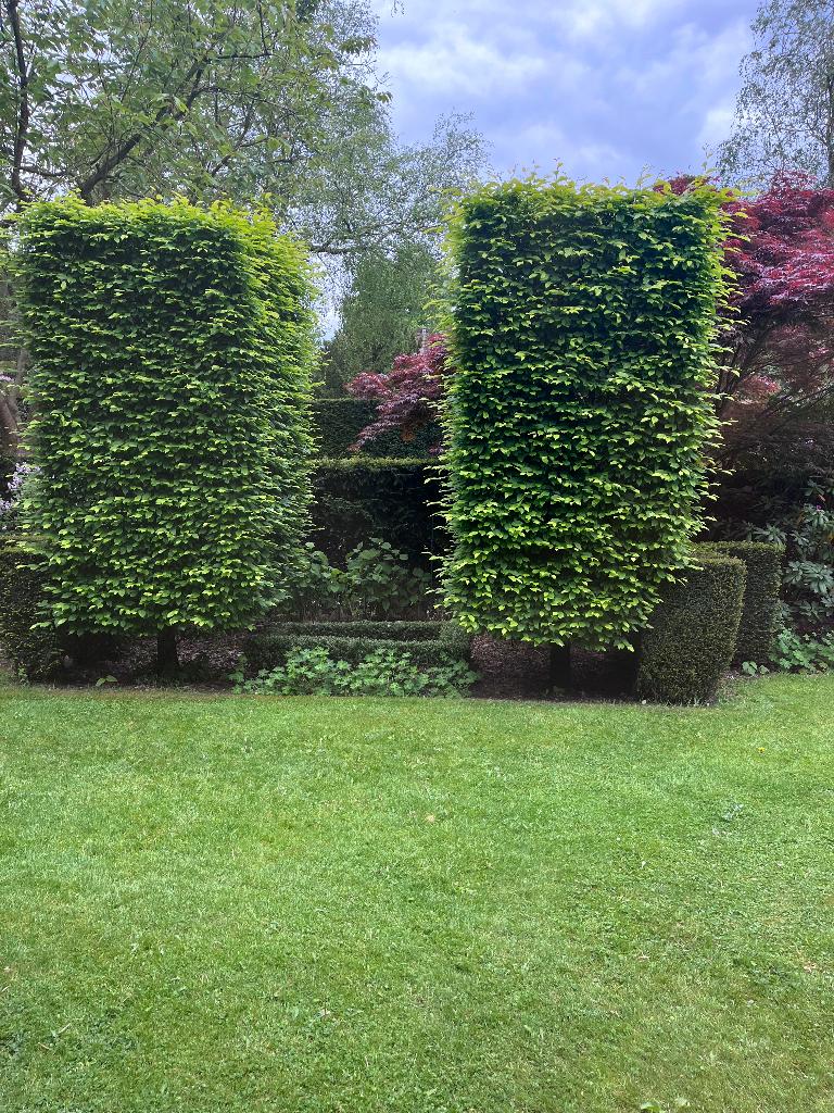 Haagbeuk rechthoek, Tuin en Terras, Planten | Bomen, Ophalen, Bloeit niet, Leiboom, Halfschaduw