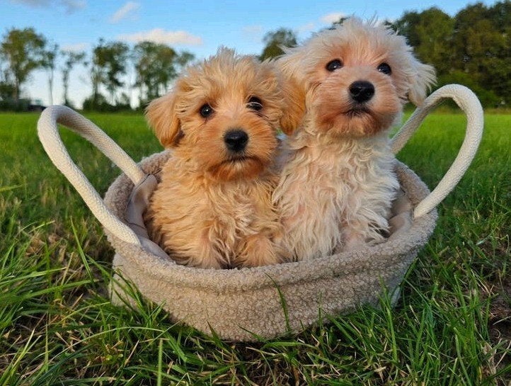 woezel  & Pip  wij zijn beide reutjes, Dieren en Toebehoren, Overige rassen, Meerdere, Meerdere dieren, Nederland