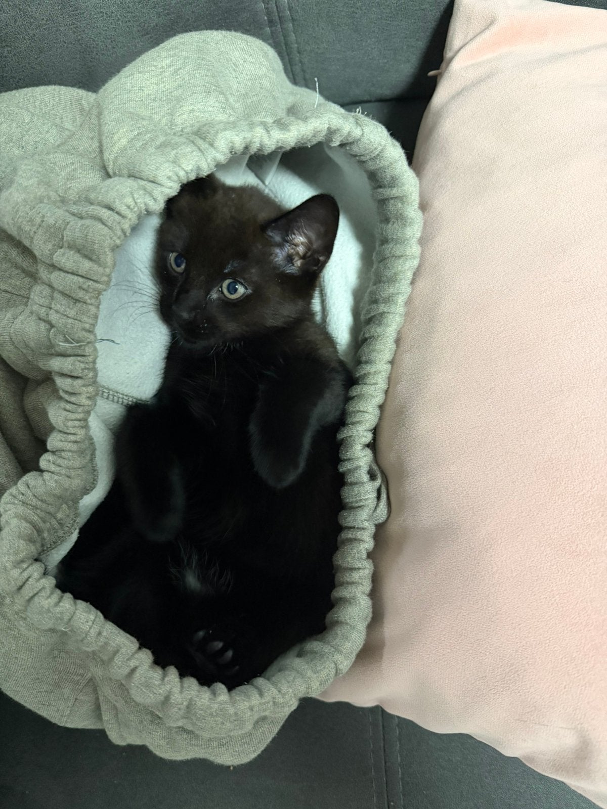 Kittens, Dieren en Toebehoren, Meerdere dieren