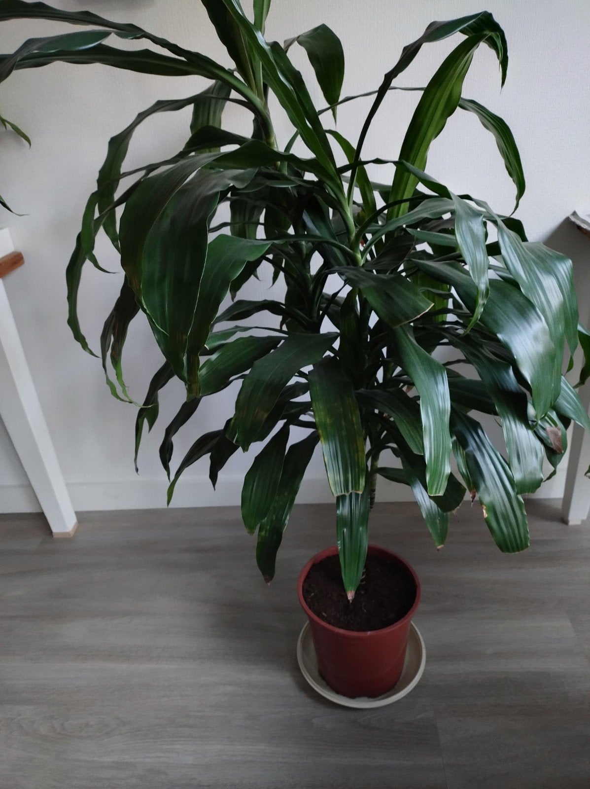 mooie Yukka kamerplant, ruim 1 meter hoog!, Ophalen, Yucca, Halfschaduw, 100 tot 150 cm