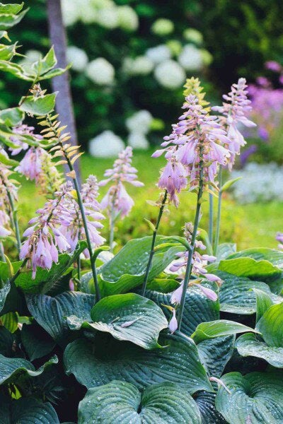 Hosta’s hosta stekken Plant nu voor sterke planten in 2027, Ophalen, Overige soorten