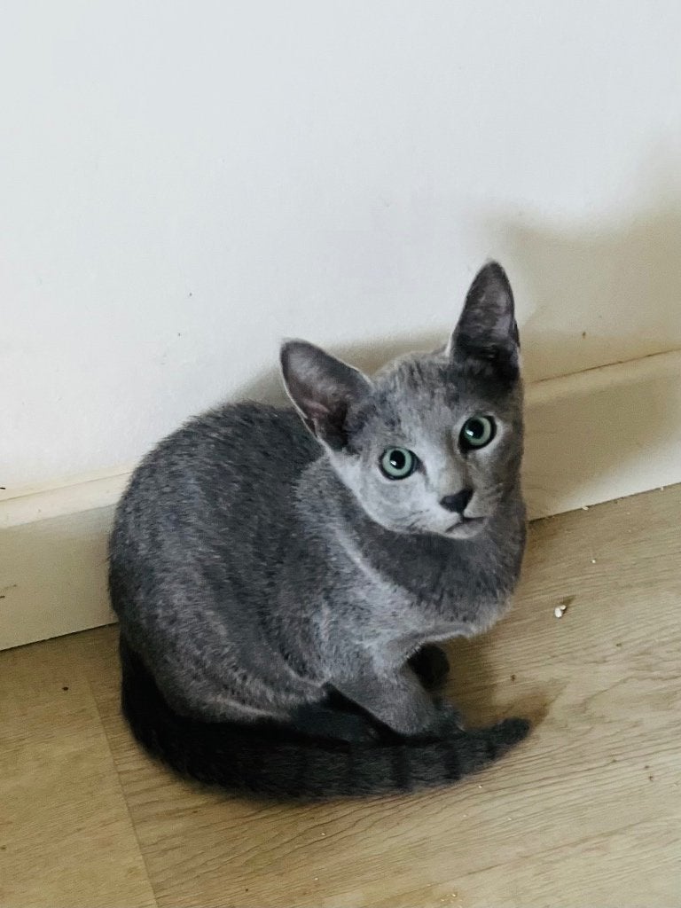 Blauwe Rus meisje, Poes, Met stamboom, 0 tot 2 jaar