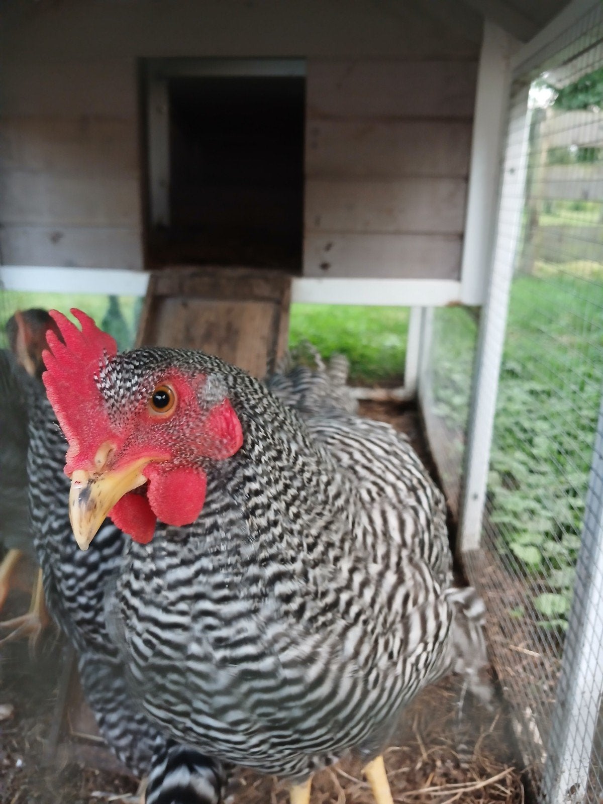 Amrock 2 hanen en een hen, Meerdere dieren, Kip