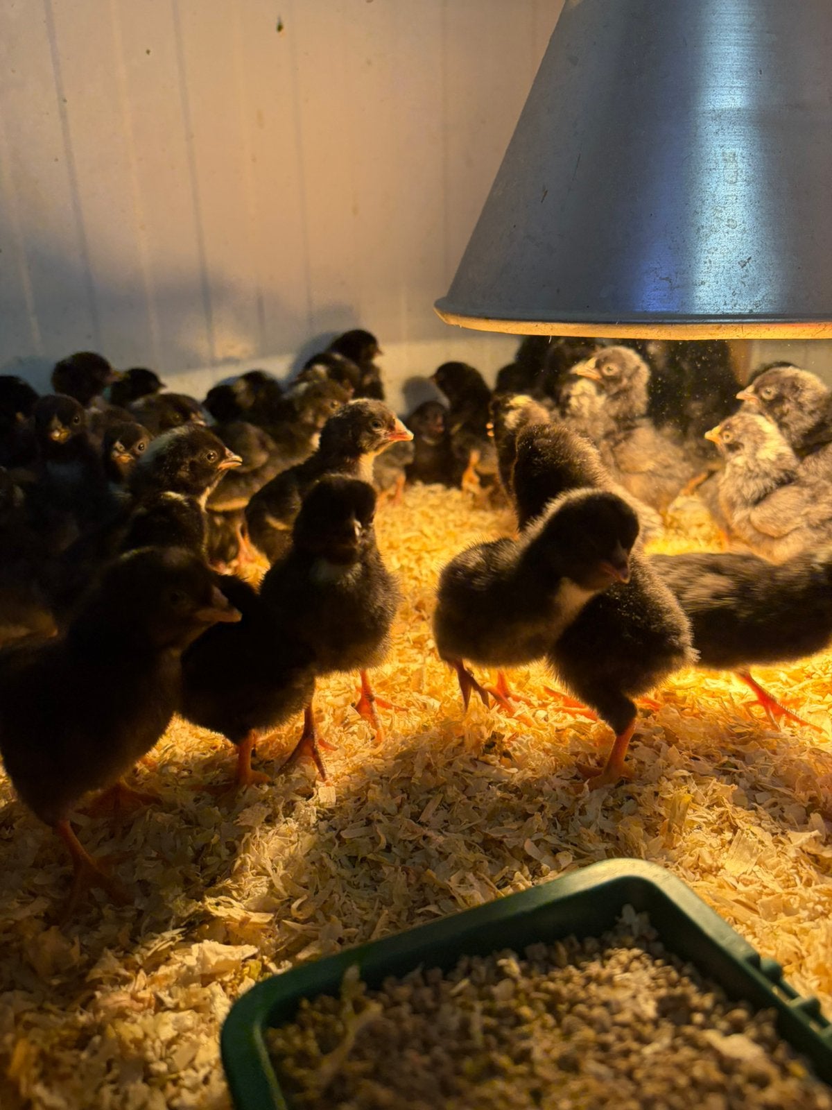 Amrock kriel kuikens 75 stuks, Dieren en Toebehoren, Pluimvee, Geslacht onbekend, Kip