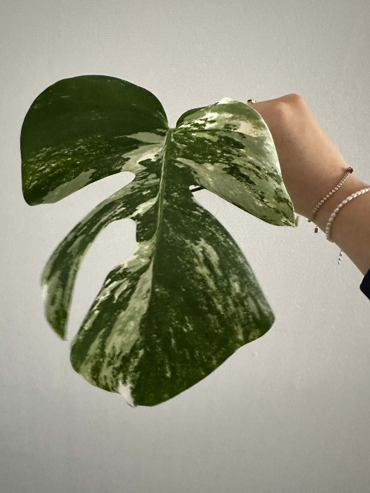 Monstera Deliciosa variegata zijstek 🌱, Ophalen of Verzenden, Halfschaduw, Minder dan 100 cm