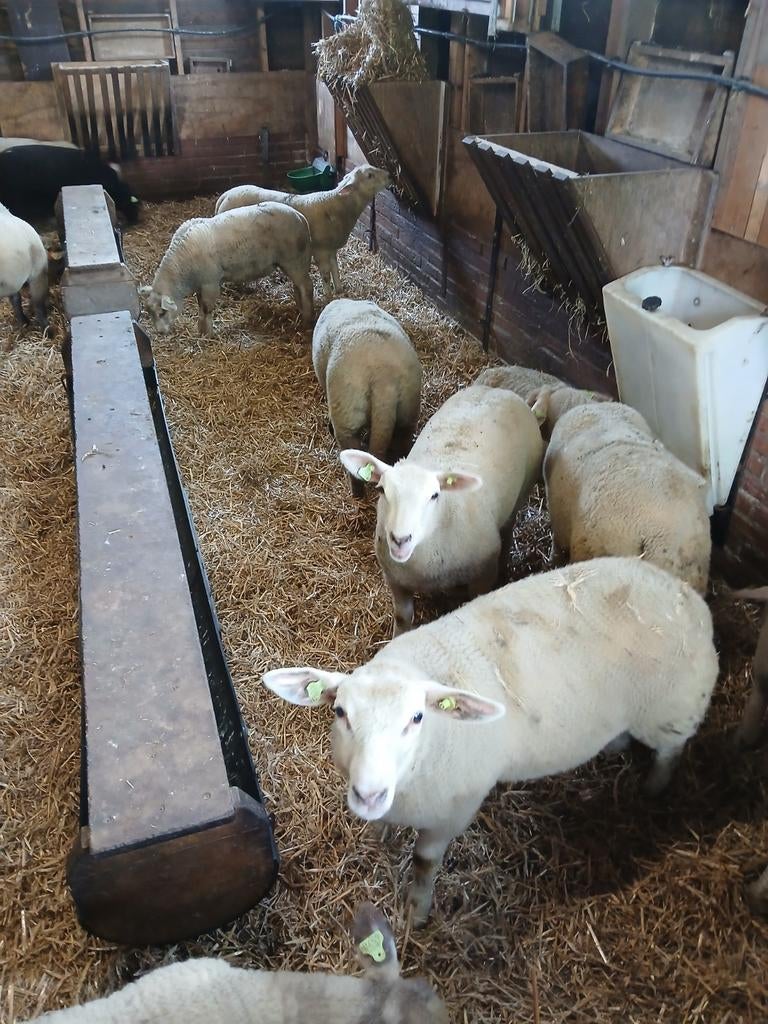 Charollais kruising ooi lammeren, Dieren en Toebehoren, Schapen, Geiten en Varkens, Vrouwelijk, Schaap, 0 tot 2 jaar