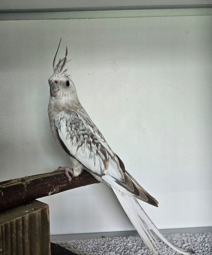 Gaba zoekt een huisje (Valkparkiet), Dieren en Toebehoren, Vrouwelijk, Parkiet, Geringd