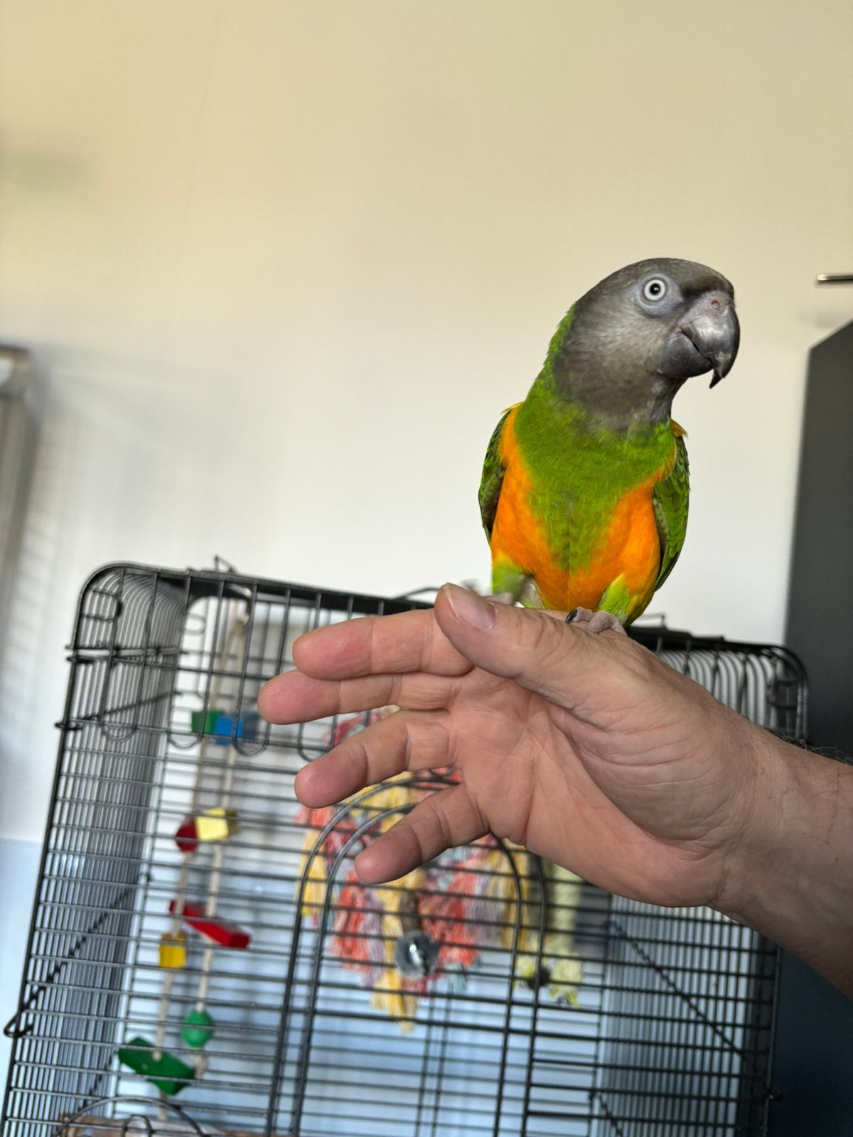 Papegaai Senegal, Dieren en Toebehoren, Mannelijk, Papegaai