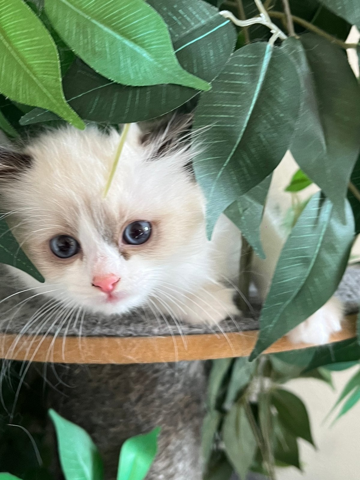 Ragdoll kittens met stamboom, Meerdere dieren, Met stamboom