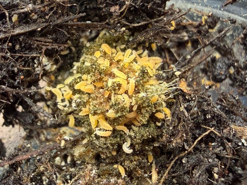 Ceratophysella ‘Lilac yellow albino’ /gele springstaartjes, Ophalen of Verzenden, Nieuw, Overige typen