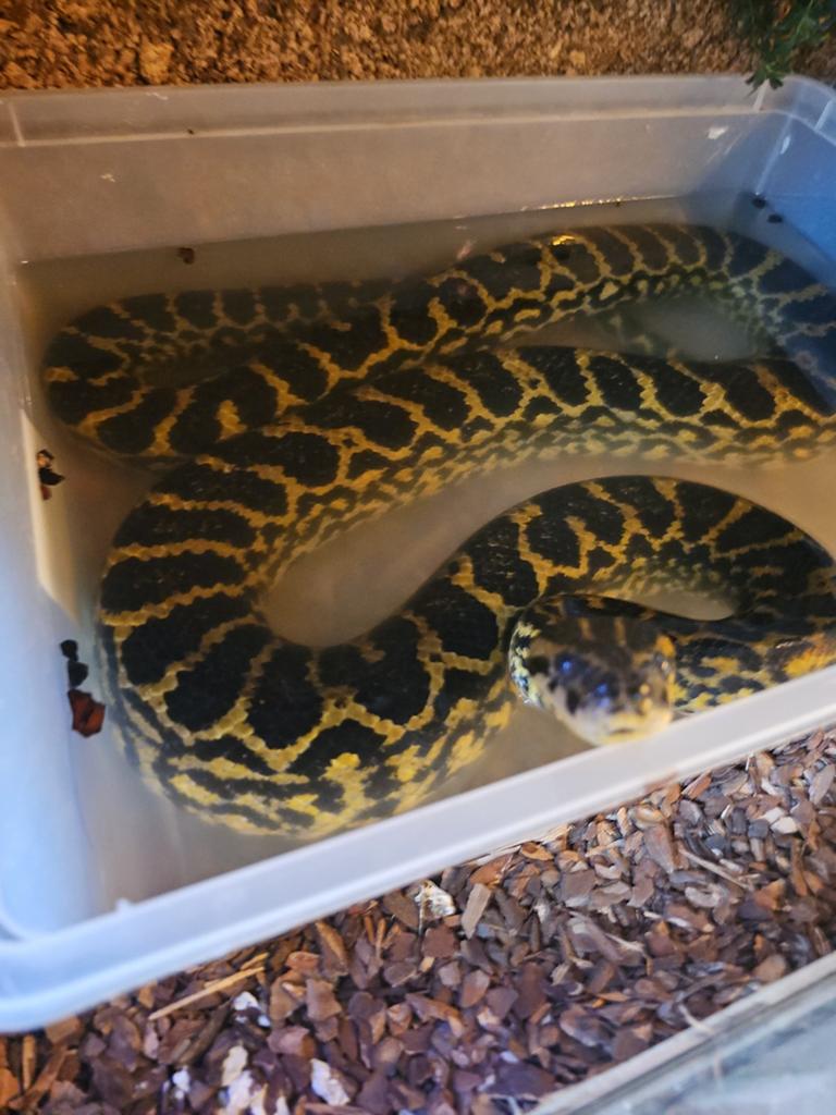 Gele anaconda  3 meter