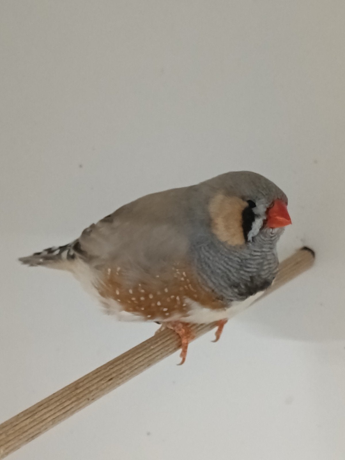 Zebravink groot man 2026, Mannelijk, Tropenvogel, Geringd